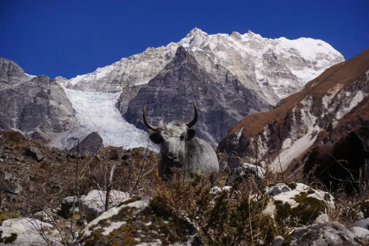 Langtang Valley Trek